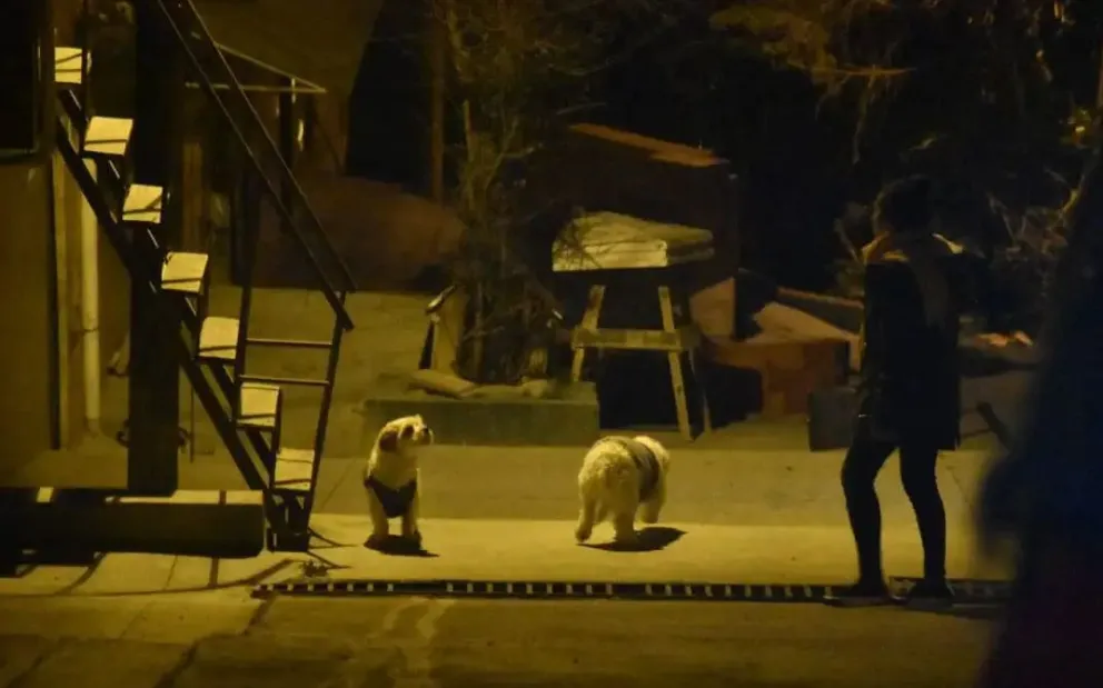 Mascotas en un barrio de La Paz. Foto: AMUN