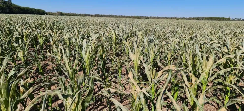 Un sembradío afectado por la sequía. Foto: CAO