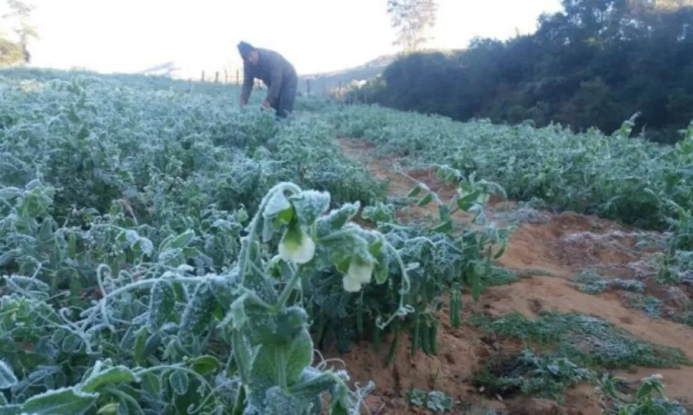 Un productos revisa sus cultivos afectados por la helada. Foto: Gobernación de Santa Cruz