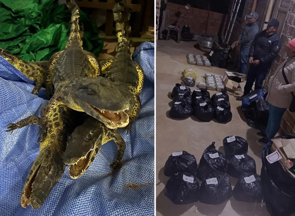 Caimanes disecados, bolsas con marihuana y los tres aprehendidos en Beni. Foto: Felcn