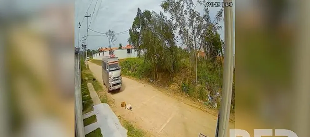 El vehículo que atropelló a dos perritos en Santa Cruz. /Foto: captura video.