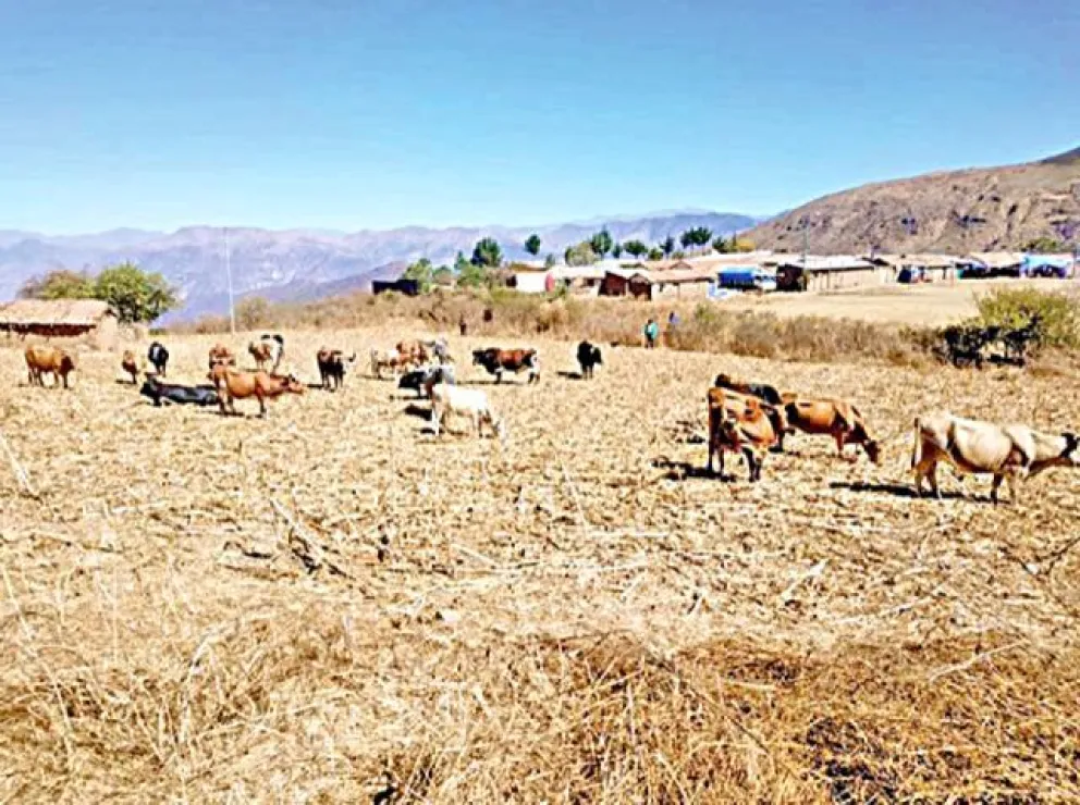 La falta de agua afecta a las personas, a los animales y a los cultivos. Foto: Correo del Sur