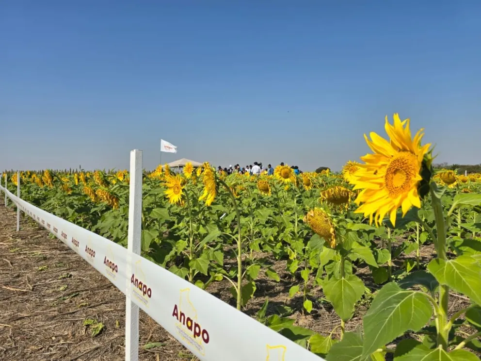Este sábado se celebró el Día Nacional del Girasol en San Julián, Santa Cruz. Foto: Anapo