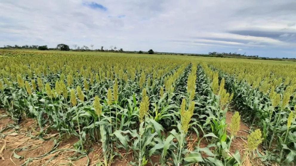 Por la sequía habrá una menor oferta de sorgo este año. Foto: Anapo