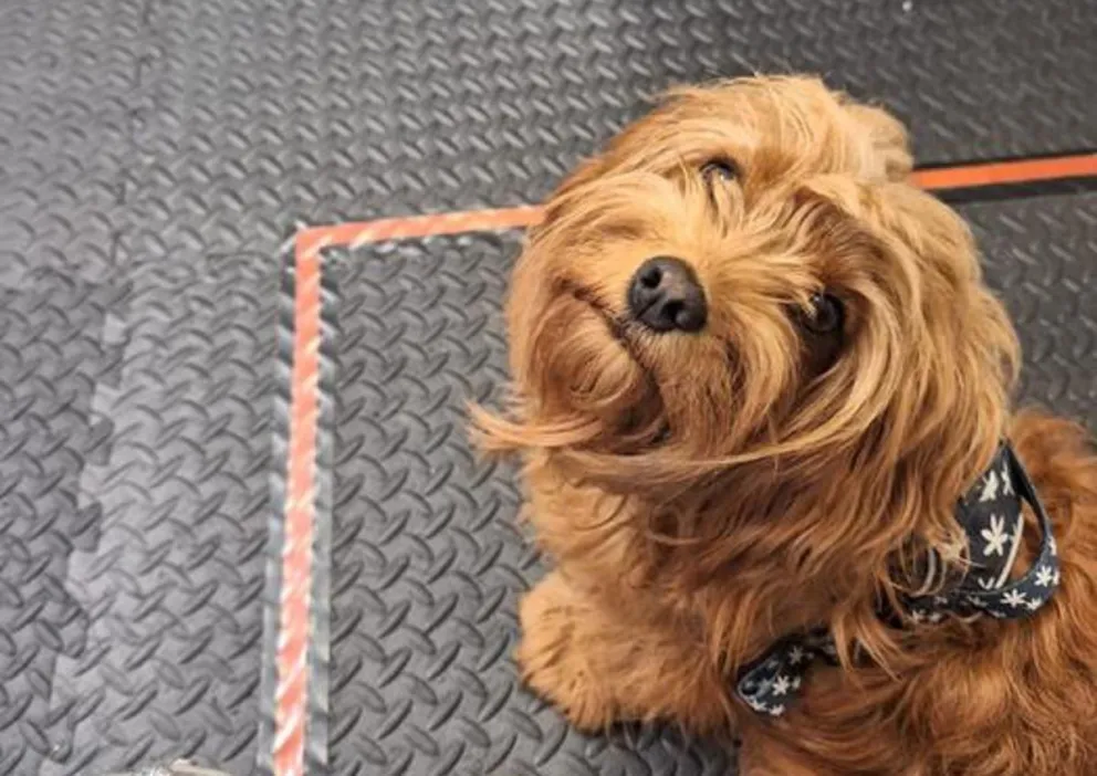 Freddie, uno de los perros participantes en el estudio, sentado junto al frasco que contiene la muestra de olor mientras espera a que comience la prueba. Crédito: Universidad de Bristol