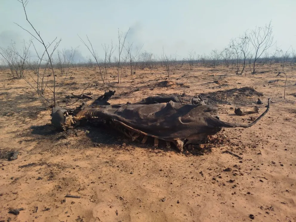Las imágenes de las consecuencias de los incendios en Roboré son desoladoras. Foto: Alcaldía Roboré