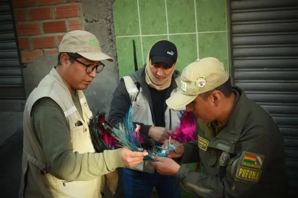 Funcionarios observan las plumas decomisadas en la calle Los Andes.  FOTO: AMN