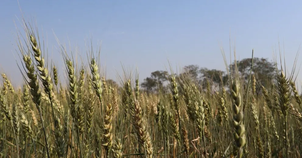 La siembra y rendimiento del trigo disminuyó a su nivel más bajo. Foto: Anapo