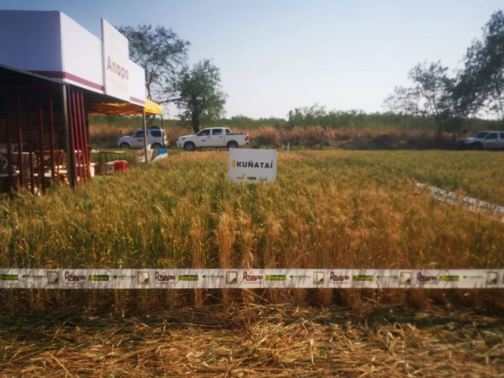 Anapo, en colaboración con Semillera Lealsem, presentó la nueva variedad de trigo Kuñataí.   Foto: Marco Belmonte / Visión 360
