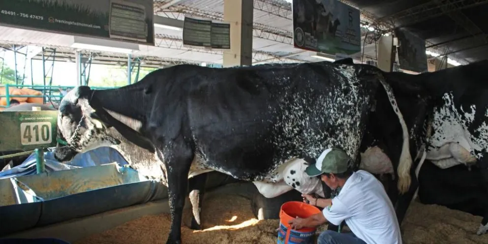 Un trabajador ordeña una vaca. Foto: Unitel