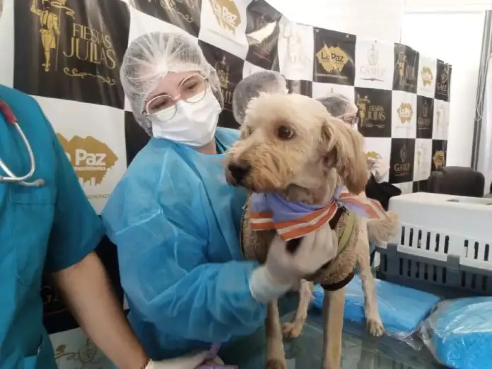 Un perrito es observado por enfermeros. Foto: AMUN