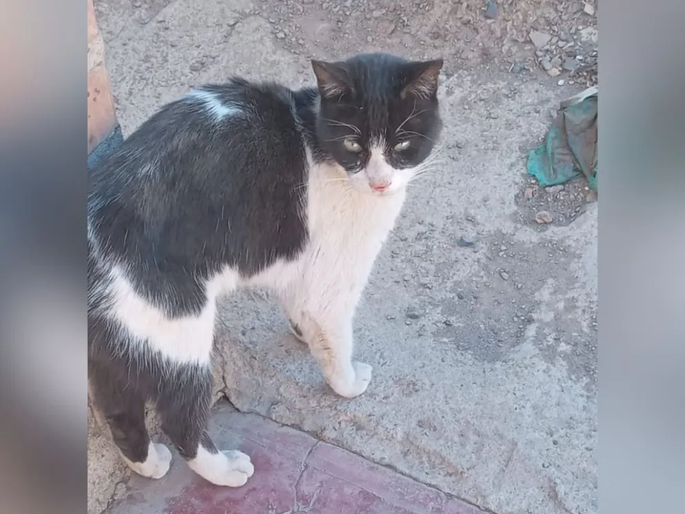 El gato Vampiro fue abandonado en la carretera Cochabamba - Oruro. / Foto: Facebook, composición Visión 360. 