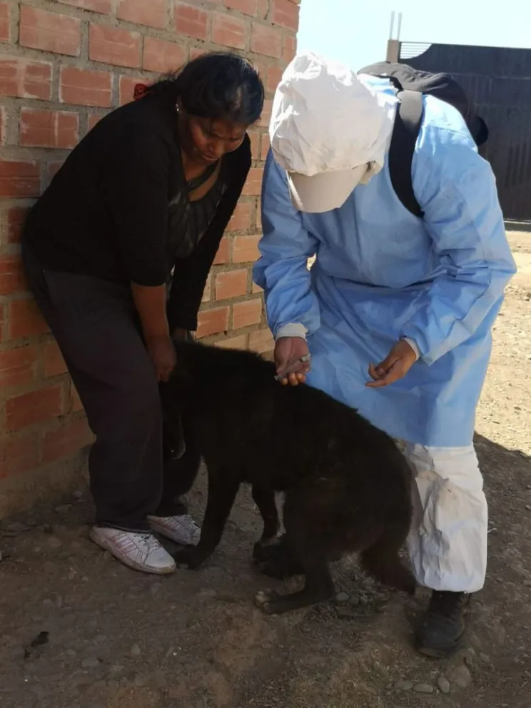 Una mascota recibe la vacuna antirrábica en la ciudad de El Alto. / Foto: GAMEA.