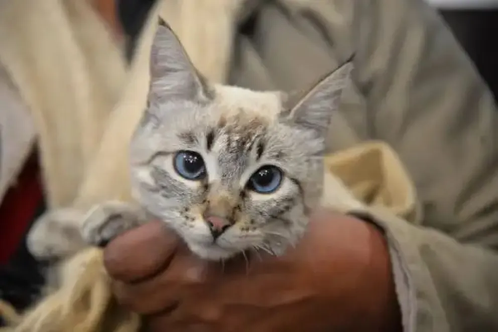 Un gatito, está entre los animales que pueden ser esterilizados. Foto: AMUN