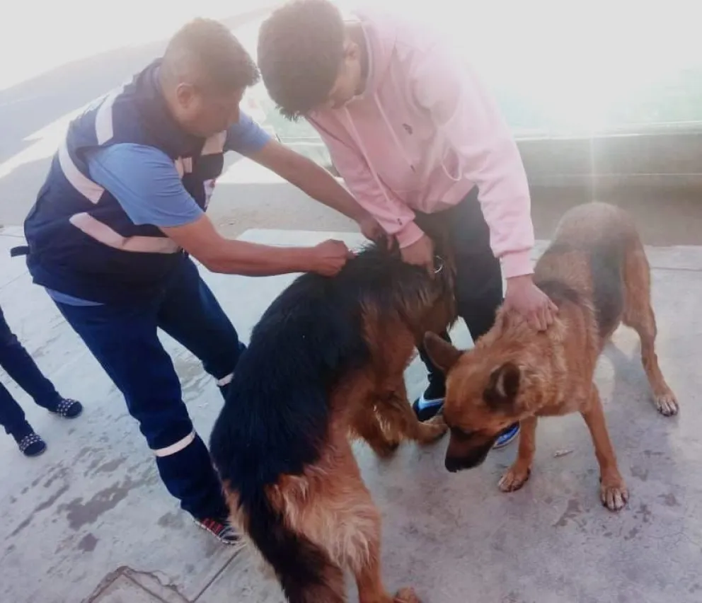 Personal de salud vacuna a un perro. Foto: Ministerio de Salud