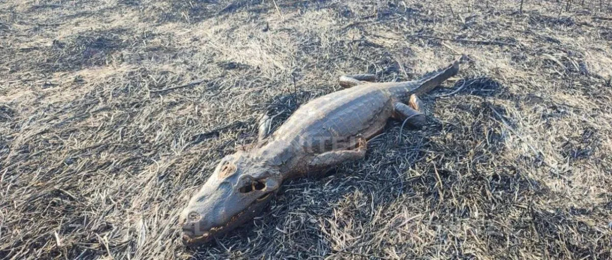 Un animal carbonizado por el fuego. Foto: Unitel