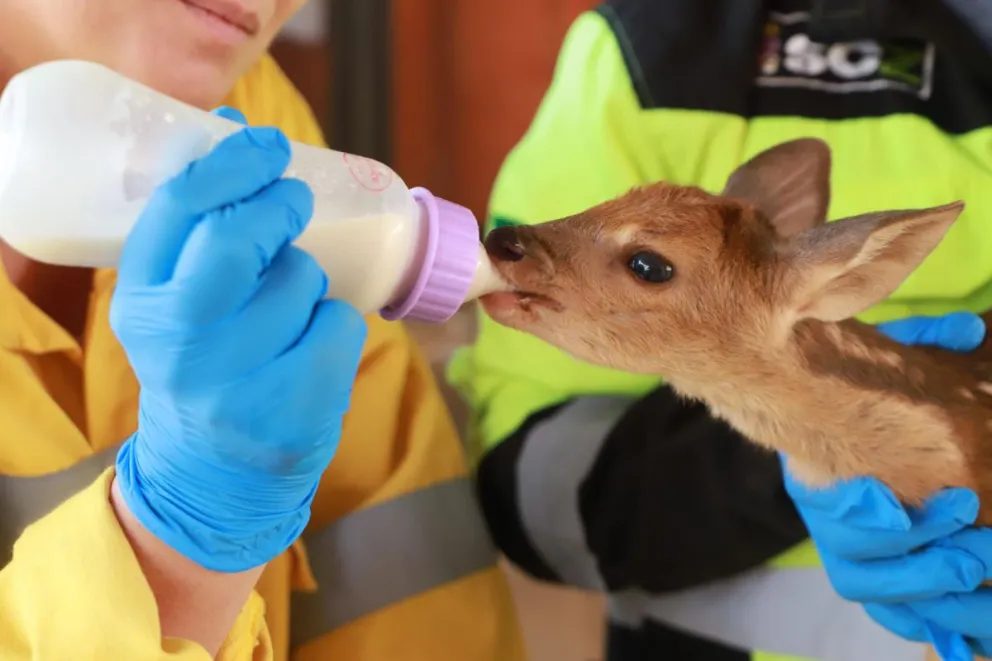 Una cría de urina rescatada de los incendios forestales en el departamento Santa Cruz (Bolivia). Foto: EFE/ Gobernación de Santa Cruz