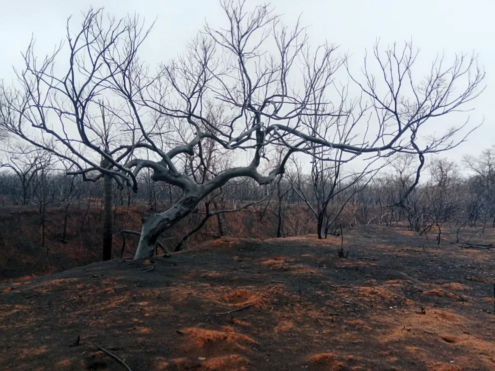 Fotografía que muestra una zona afectada por incendios forestales este jueves en Roboré (Bolivia). Foto: EFE