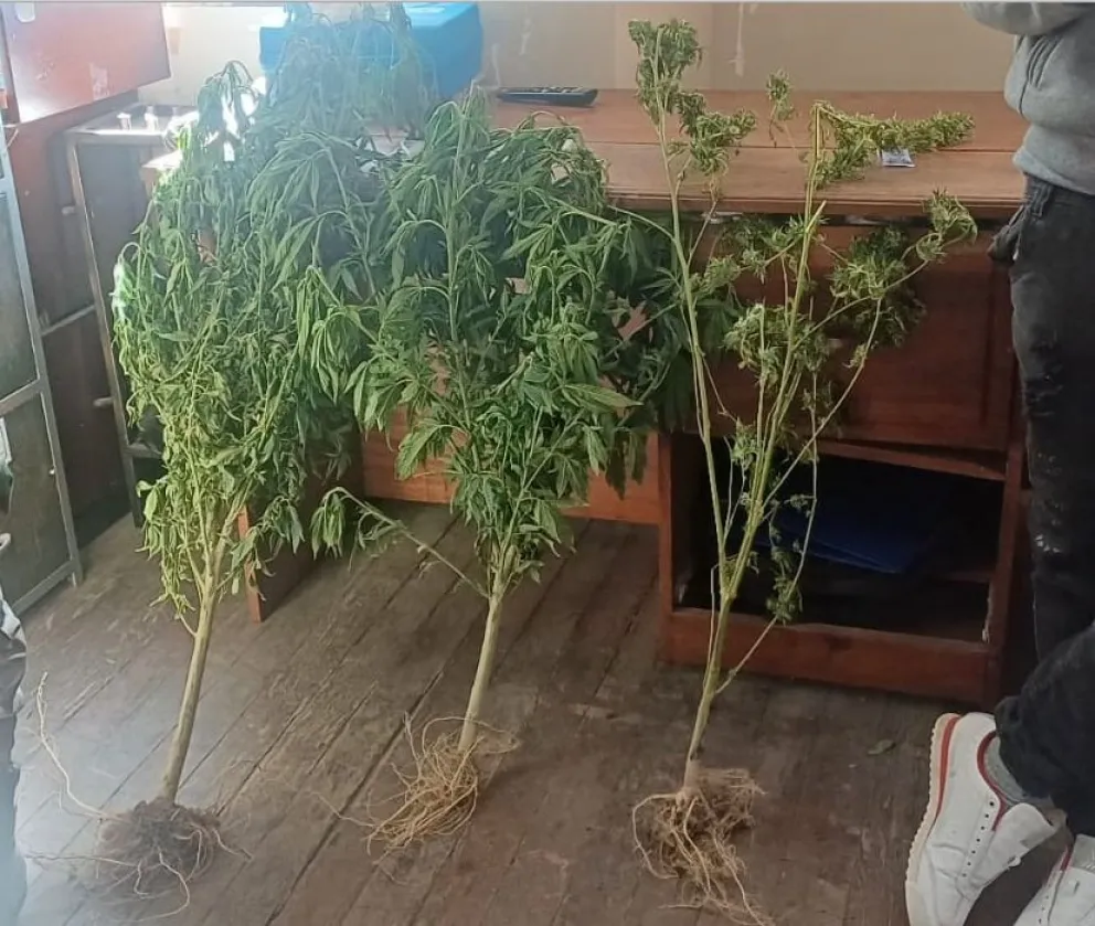 Parte de las plantas halladas en Potosí. Foto: Prensa FGE