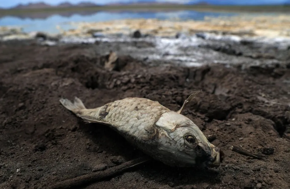 Foto del 12 de agosto de 2024 de peces muertos debido a la sequía en la laguna de Encinillas, en el municipio de Nuevo Casas Grandes, en el estado de Chihuahua (México). Foto: EFE