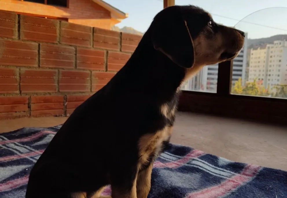 Una mascota, imagen referencial. Foto: Gabo Koya en Facebook