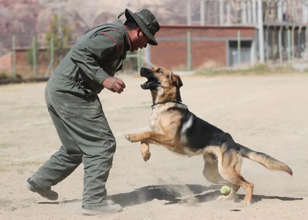 Un instructor entrena con un perro durante una jornada de instrucción en el Centro de Adiestramiento Canes de la Policía Boliviana Chocolate, este jueves en La Paz (Bolivia). Foto: EFE/ Luis Gandarillas