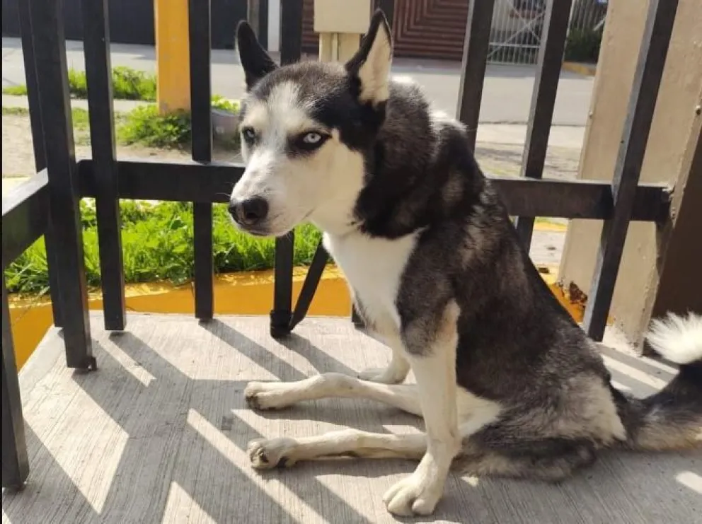 Una mascota que fue víctima de un atropellamiento. Foto: @Plu2Desampara2