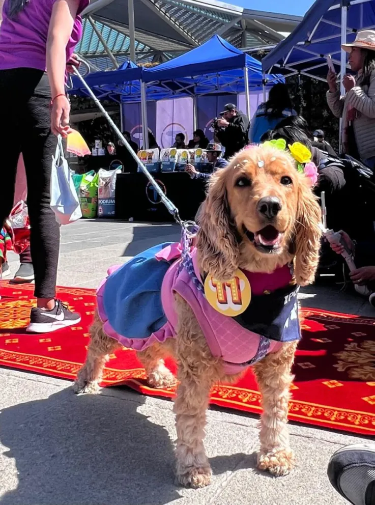 Uno de los perros que participaron en la pasarela de Mi Teleférico. FOTO: Mi Teleférico