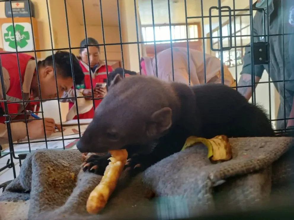 El oso recibe tratamiento en el bioparque. FOTO: AMN