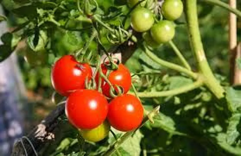 Imagen referencial de tomates transgénicos. FOTO: Atida