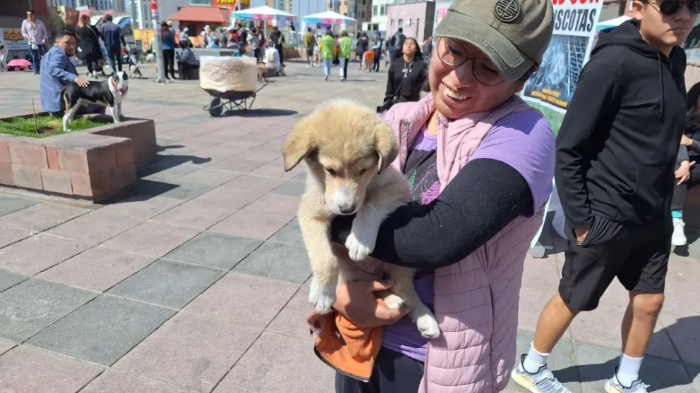 Voluntaria levanta a un cachorro que buscaba familia durante la Festican.  Foto: Jorge Soruco / Visión 360