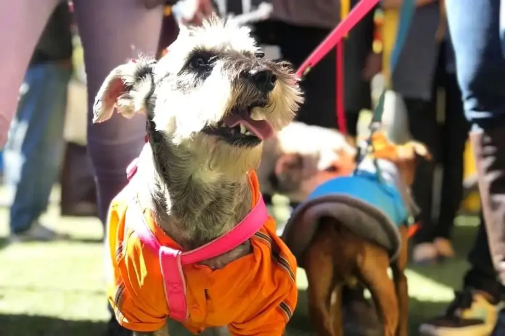 Un perrito en una desfile en La Paz. Foto: AMUN