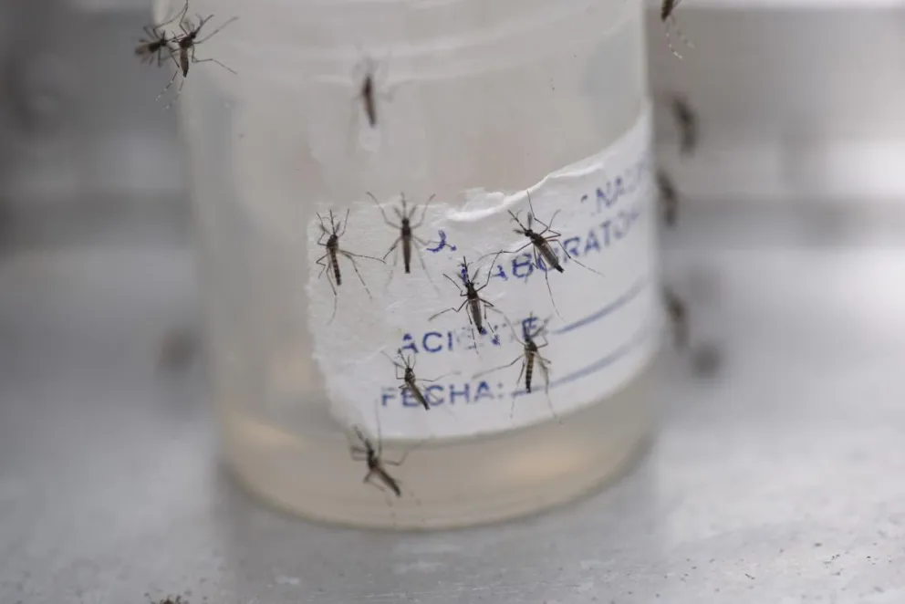 Fotografía de archivo de mosquitos aedes aeypti, transmisores del dengue. Foto: EFE
