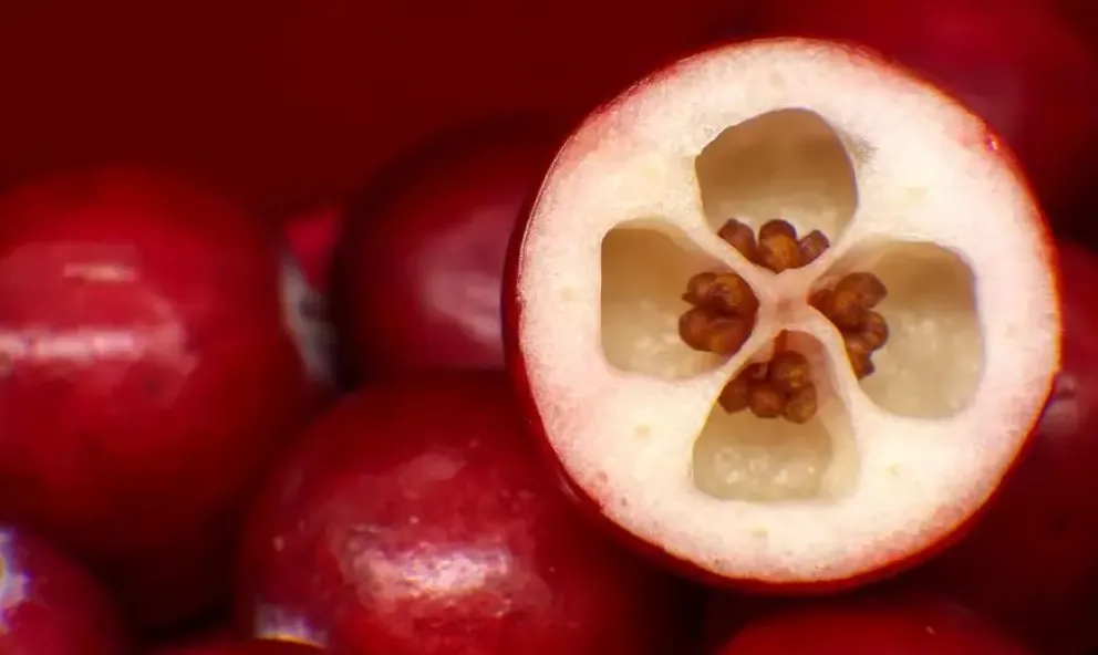 El arándano rojo tiene propiedades antioxidantes, antiinflamatorias, anticancerígenas y antimicrobianas. Foto: DW