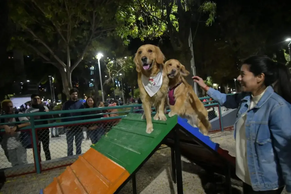 Dos perros juegan en una estructura especial. Foto: AMN