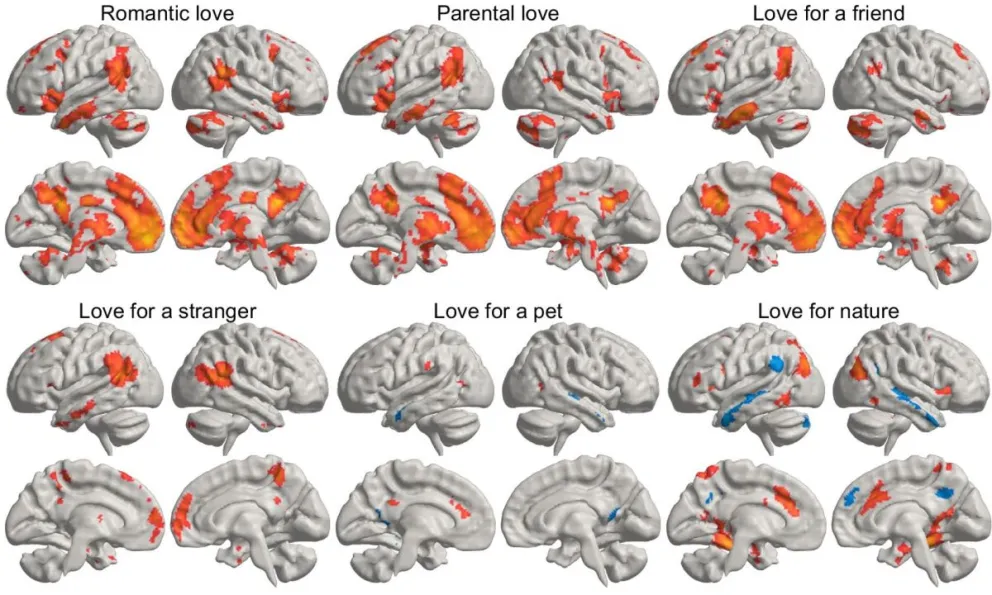 La imagen representa una media estadística de cómo los diferentes tipos de amor "iluminan" distintas regiones del cerebro. Crédito: Pärttyli Rinne, Universidad de Aalto