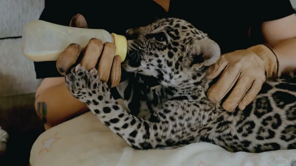 Fotografía cedida por Gobernación de Santa Cruz de un cachorro de jaguar en un centro de custodia en Santa Cruz. Foto: EFE