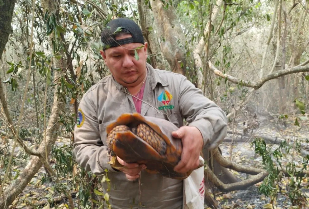 Una tortuga rescatada de un incendio forestal en Santa Cruz. Foto: GADSC