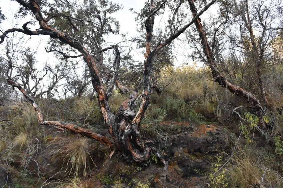 Una queñua sobreviviente a un incendio, en faldas del Illimani.
