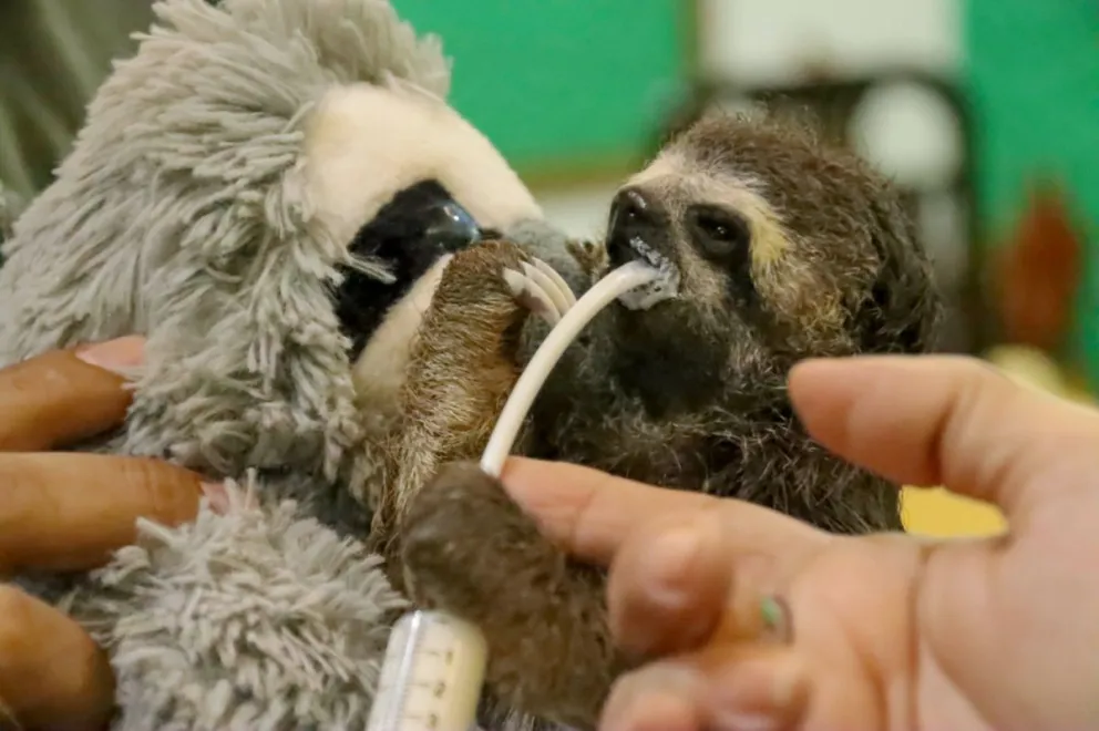 Uno de los animales rescatados del fuego en el Beni. Foto: APG 