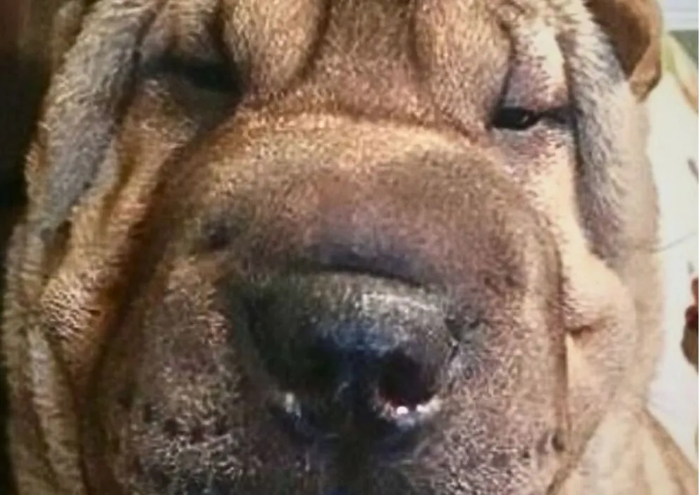 Imagen del can que difundió Clarín de Argentina en un reportaje que le dedicó al caso. 