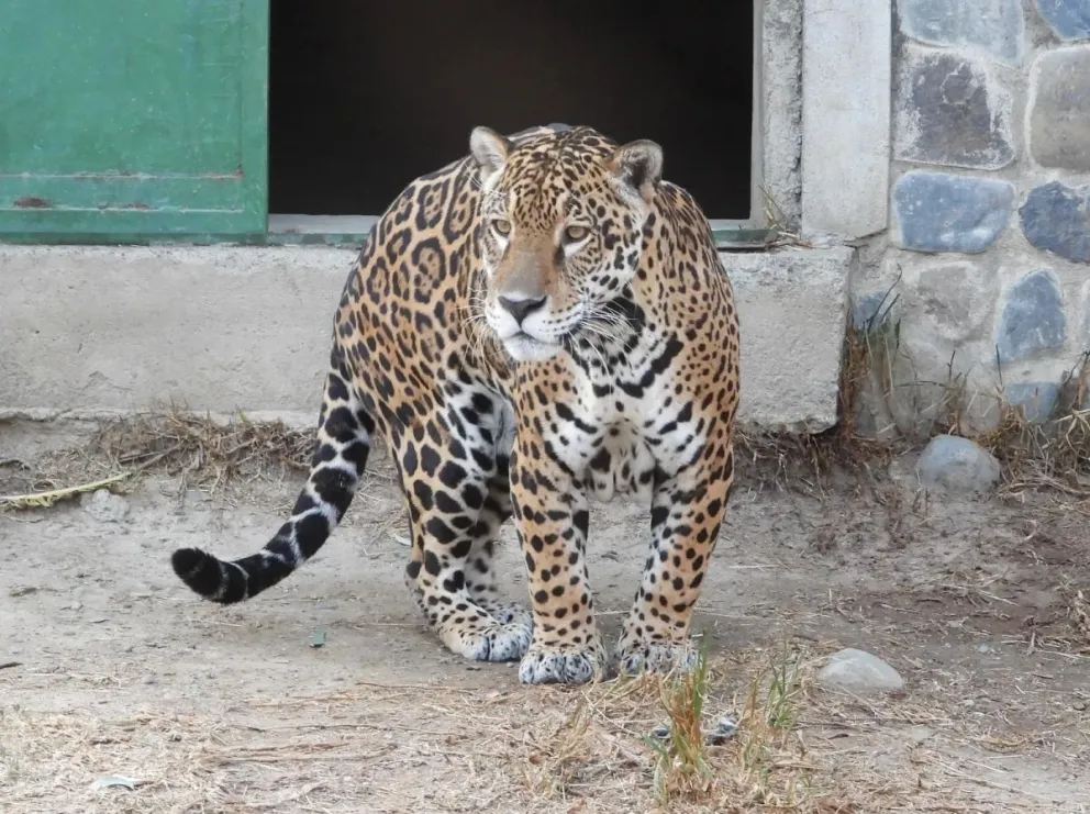 Uno de  los jaguares en el foso del Vesty Pakos. FOTO: AMUN