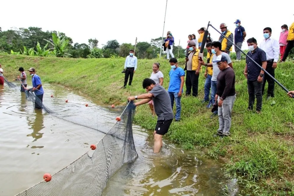 Evo Morales cosechando tambaquí en el Trópico de Cochabamba, en una imagen de archivo. Foto: @evoespueblo