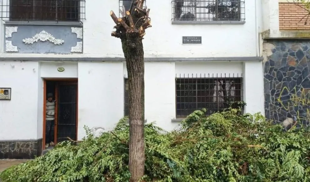 La poda y tala de árboles en La Paz está prohibida hasta el 30 de marzo del 2025. Foto: GAMLP