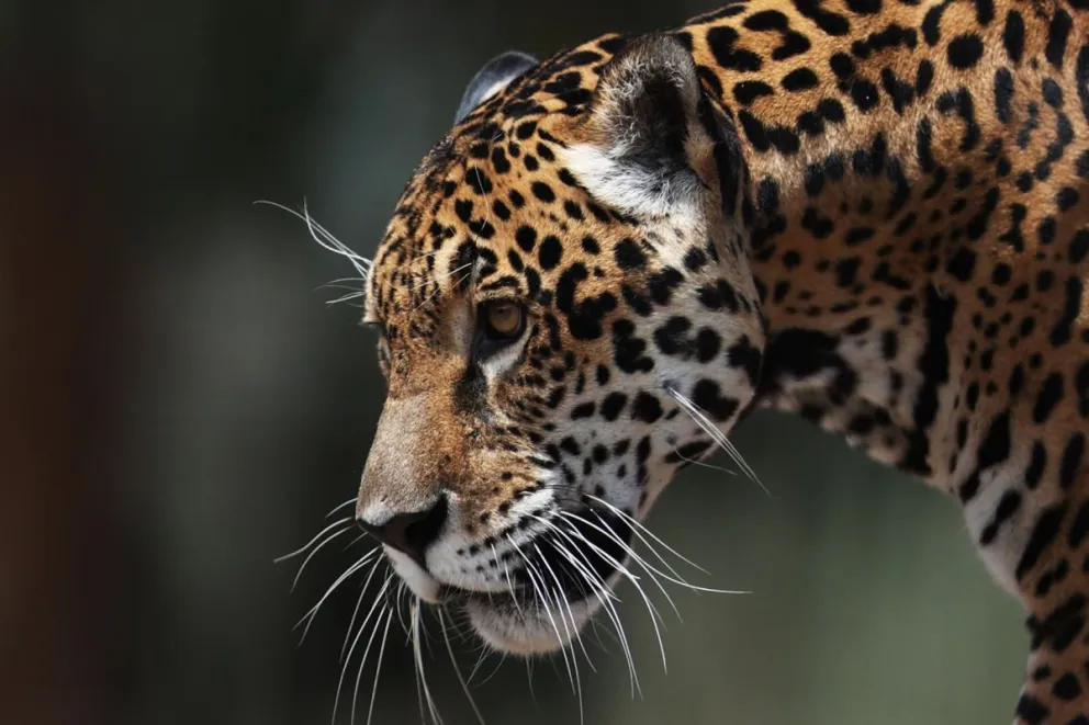 Un jaguar en el bioparque Vesty Pakos, en La Paz. Foto: EFE 