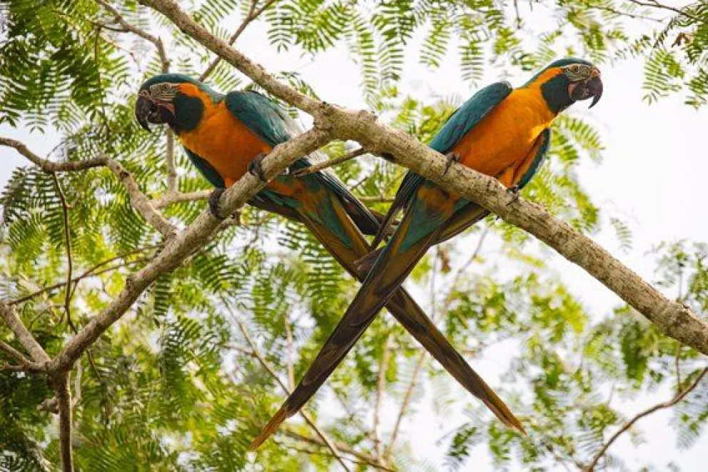 Parabas barba azul, aves en riesgo de desaparecer. Foto: CLB