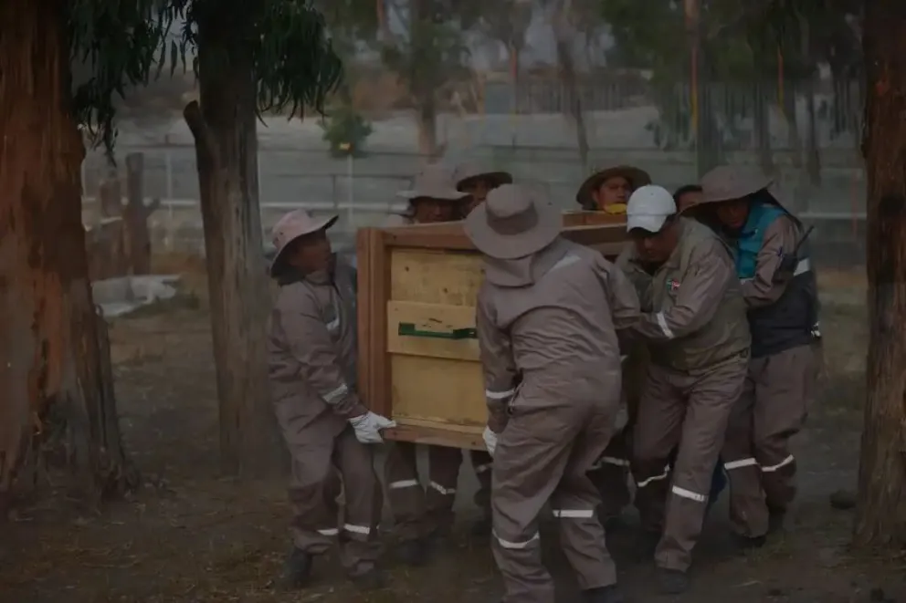 Obreros trasladan la caja en la que se encuentra el jaguar hembra que llegó de Santa Cruz. Foto: AMUN