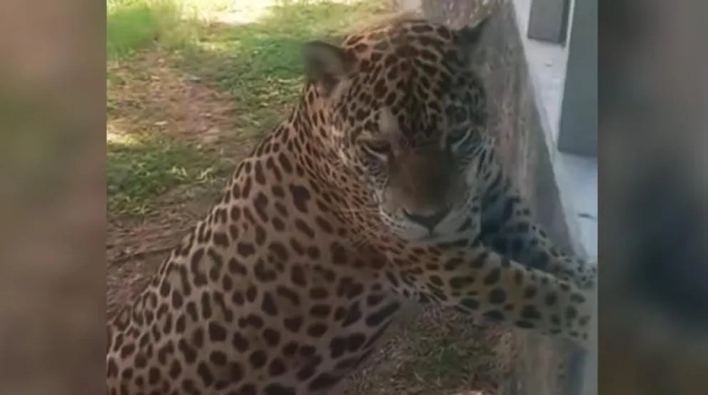 El jaguar hembra del bioparque cruceño. Foto: Los Tiempos
