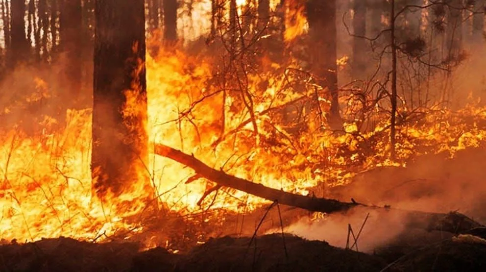 El fuego devora todo a su paso, sobre todo afecta a los animales. Foto: Gobernación de Beni