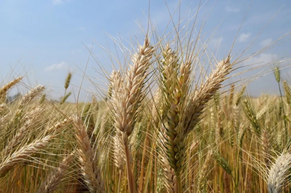 Cultivos de trigo en Santa Cruz. Foto: Anapo